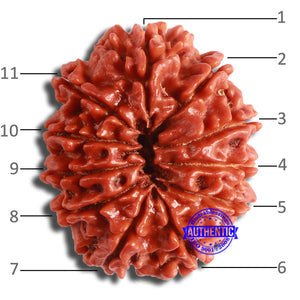 11 Mukhi Nepalese Rudraksha - Bead No. 363