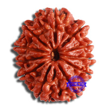 Load image into Gallery viewer, 11 Mukhi Nepalese Rudraksha - Bead No. 363
