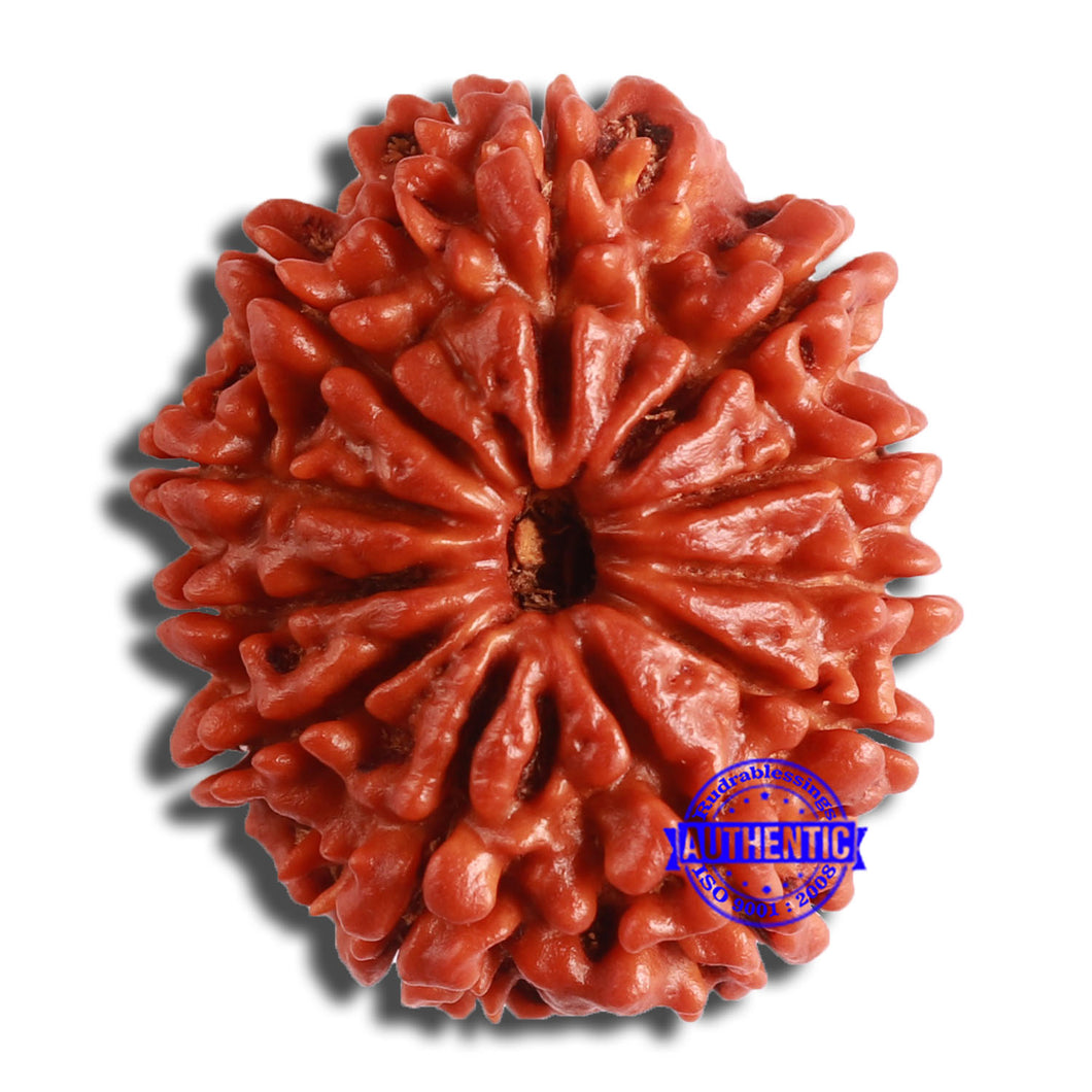 11 Mukhi Nepalese Rudraksha - Bead No. 363