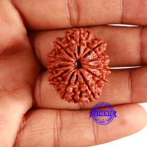 11 Mukhi Nepalese Rudraksha - Bead No. 363