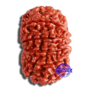 11 Mukhi Nepalese Rudraksha - Bead No. 363