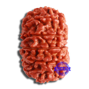 11 Mukhi Nepalese Rudraksha - Bead No. 363