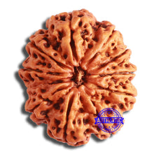 Load image into Gallery viewer, 11 Mukhi Nepalese Rudraksha - Bead No. 365
