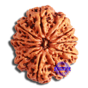 11 Mukhi Nepalese Rudraksha - Bead No. 365