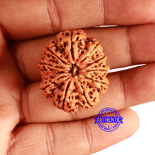 Load image into Gallery viewer, 11 Mukhi Nepalese Rudraksha - Bead No. 365
