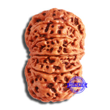 Load image into Gallery viewer, 11 Mukhi Nepalese Rudraksha - Bead No. 365
