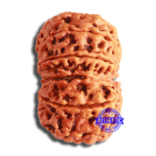 Load image into Gallery viewer, 11 Mukhi Nepalese Rudraksha - Bead No. 365
