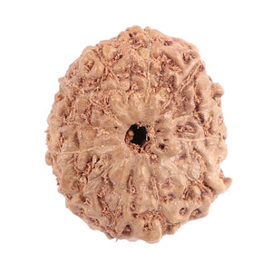 12 Mukhi Indonesian Rudraksha - Bead No. 117