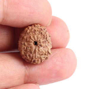 12 Mukhi Indonesian Rudraksha - Bead No. 117