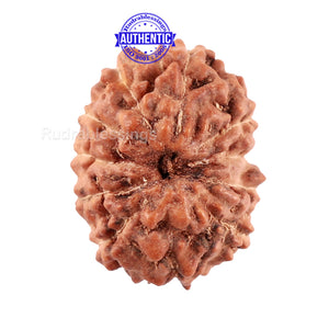 11 Mukhi Indonesian Rudraksha - Bead No. 162