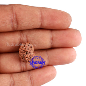 11 Mukhi Indonesian Rudraksha - Bead No. 162