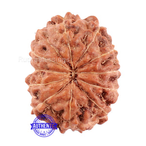 11 Mukhi Indonesian Rudraksha - Bead No. 162