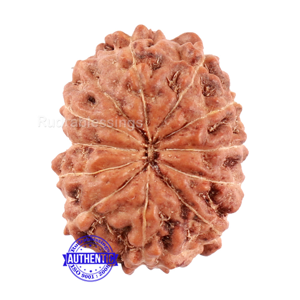 11 Mukhi Indonesian Rudraksha - Bead No. 162