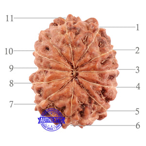 11 Mukhi Indonesian Rudraksha - Bead No. 162