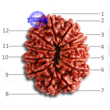 Load image into Gallery viewer, 12 Mukhi Nepalese Rudraksha - Bead No. 307
