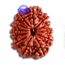 Load image into Gallery viewer, 12 Mukhi Nepalese Rudraksha - Bead No. 307
