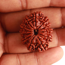 Load image into Gallery viewer, 12 Mukhi Nepalese Rudraksha - Bead No. 307
