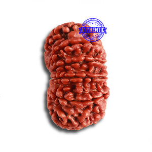 12 Mukhi Nepalese Rudraksha - Bead No. 307