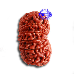 12 Mukhi Nepalese Rudraksha - Bead No. 307