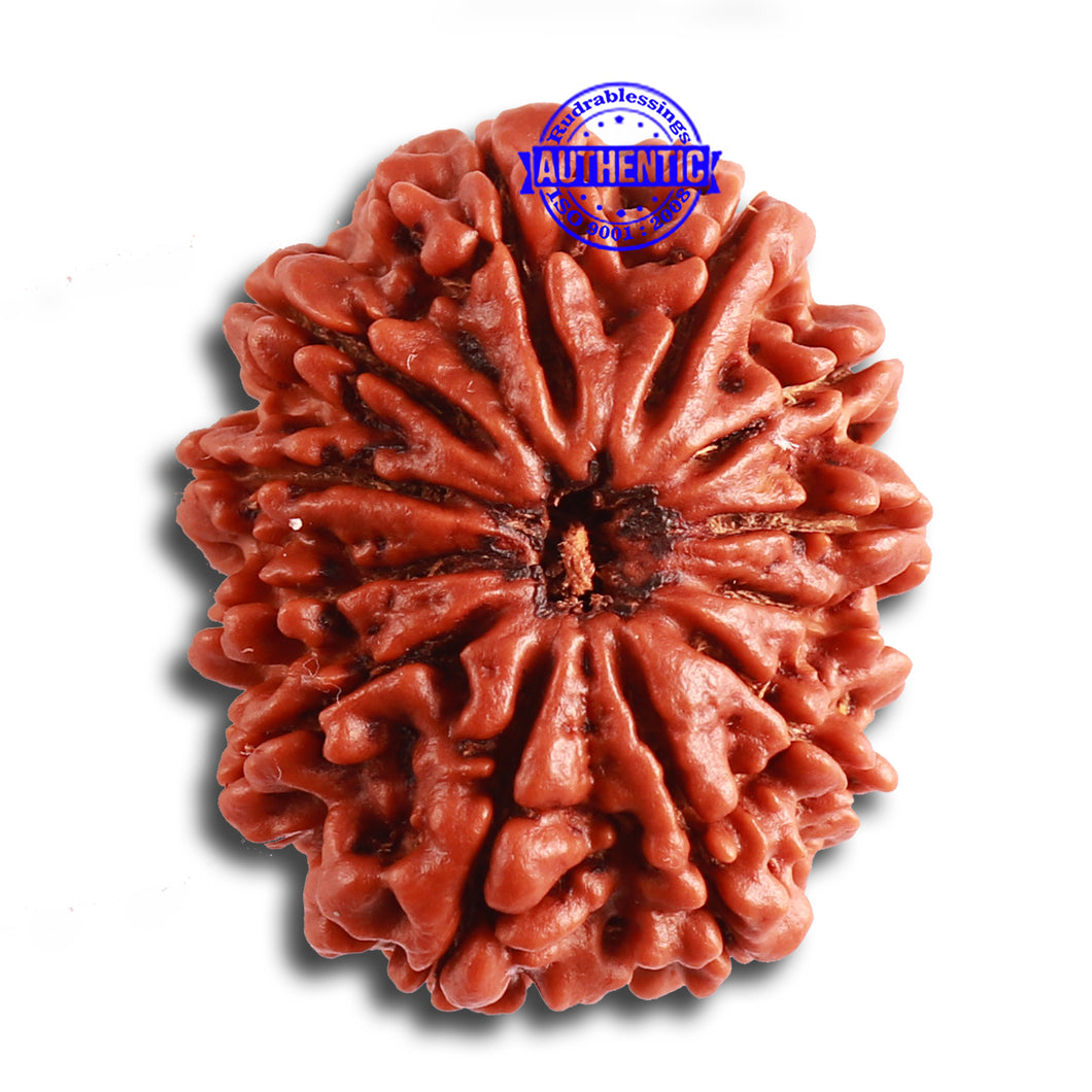 12 Mukhi Nepalese Rudraksha - Bead No. 317