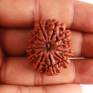 12 Mukhi Nepalese Rudraksha - Bead No. 317