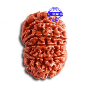 12 Mukhi Nepalese Rudraksha - Bead No. 317