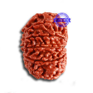 12 Mukhi Nepalese Rudraksha - Bead No. 317