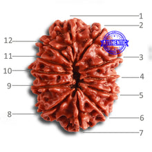 Load image into Gallery viewer, 12 Mukhi Nepalese Rudraksha - Bead No. 318
