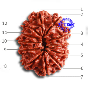 12 Mukhi Nepalese Rudraksha - Bead No. 318