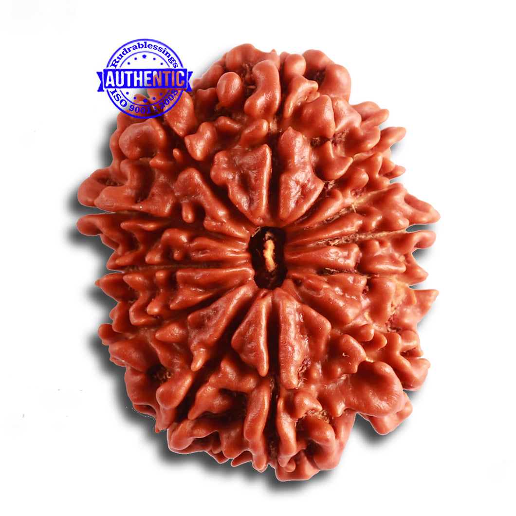 12 Mukhi Nepalese Rudraksha - Bead No. 318