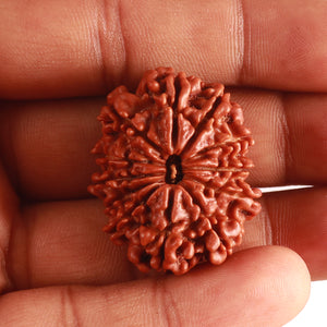 12 Mukhi Nepalese Rudraksha - Bead No. 318