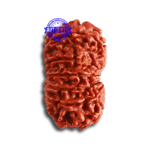 12 Mukhi Nepalese Rudraksha - Bead No. 318