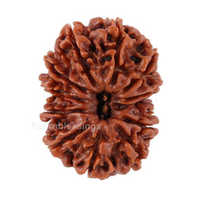 Load image into Gallery viewer, 12 Mukhi Nepalese Rudraksha - Bead No. 93
