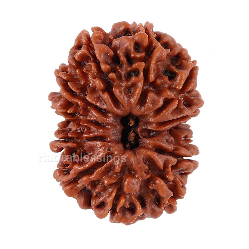 12 Mukhi Nepalese Rudraksha - Bead No. 93