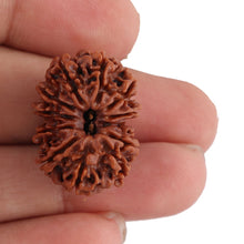 Load image into Gallery viewer, 12 Mukhi Nepalese Rudraksha - Bead No. 93
