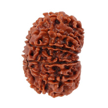 Load image into Gallery viewer, 12 Mukhi Nepalese Rudraksha - Bead No. 93
