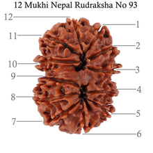 Load image into Gallery viewer, 12 Mukhi Nepalese Rudraksha - Bead No. 93
