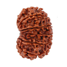 Load image into Gallery viewer, 12 Mukhi Nepalese Rudraksha - Bead No. 93
