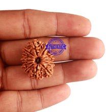 Load image into Gallery viewer, 12 Mukhi Nepalese Rudraksha - Bead No 155
