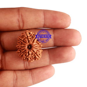 12 Mukhi Nepalese Rudraksha - Bead No 155