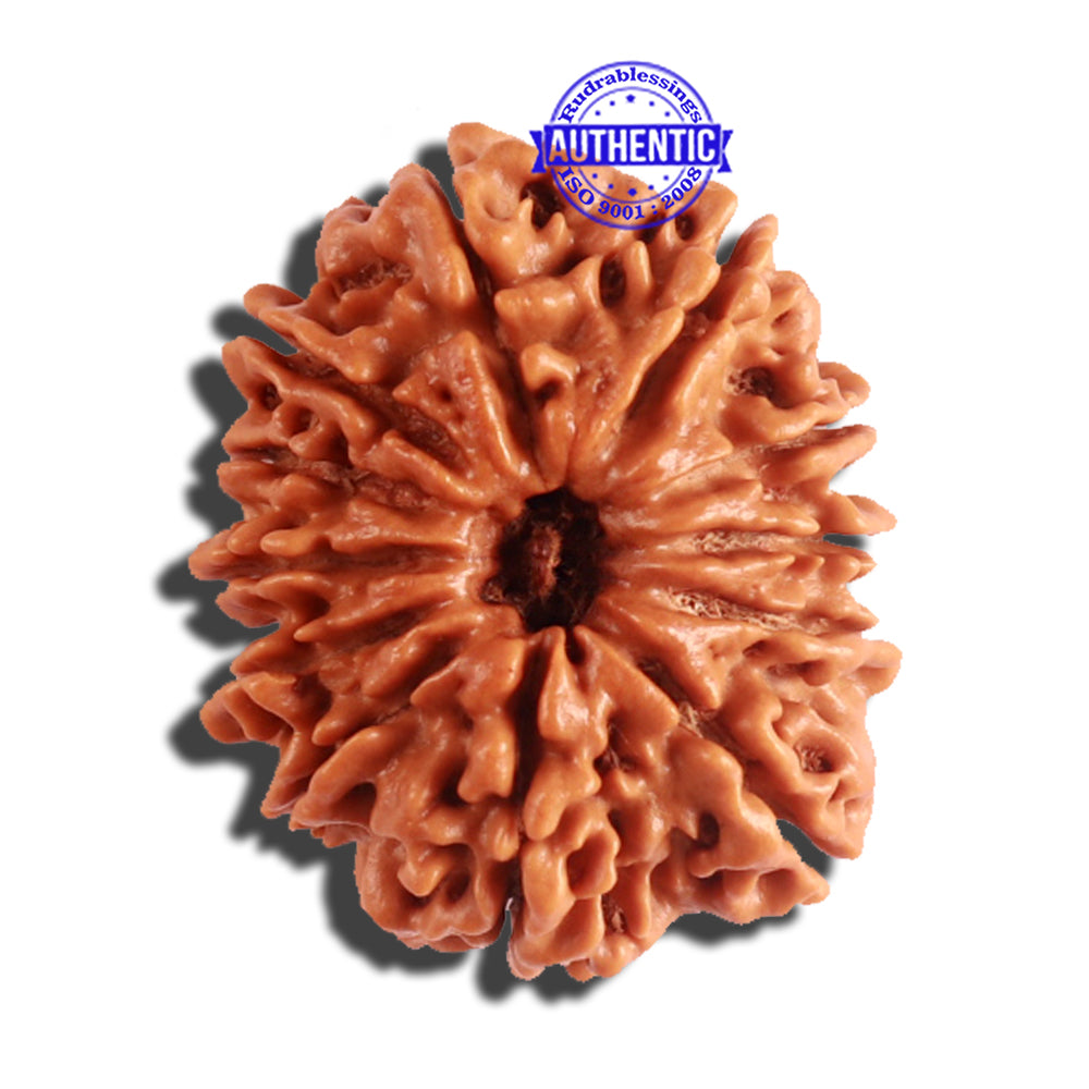 12 Mukhi Nepalese Rudraksha - Bead No 155