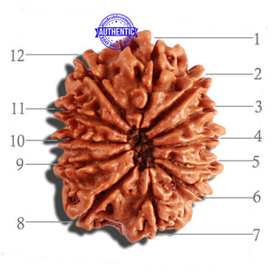 12 Mukhi Nepalese Rudraksha - Bead No 155