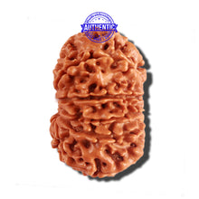 Load image into Gallery viewer, 12 Mukhi Nepalese Rudraksha - Bead No 155
