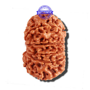 12 Mukhi Nepalese Rudraksha - Bead No 155