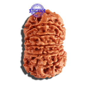 12 Mukhi Nepalese Rudraksha - Bead No 155