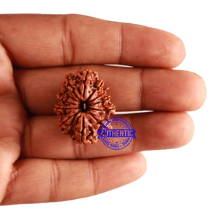 12 Mukhi Nepalese Rudraksha - Bead No 208