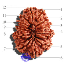 Load image into Gallery viewer, 12 Mukhi Nepalese Rudraksha - Bead No 208
