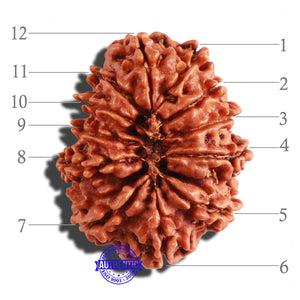 12 Mukhi Nepalese Rudraksha - Bead No 208