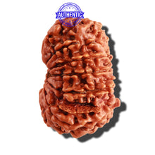 Load image into Gallery viewer, 12 Mukhi Nepalese Rudraksha - Bead No 208
