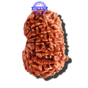 12 Mukhi Nepalese Rudraksha - Bead No 208